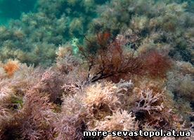 фауна черного моря, дайвинг, отдых на море, сдается комната у моря, аренда квртиры в севастополе